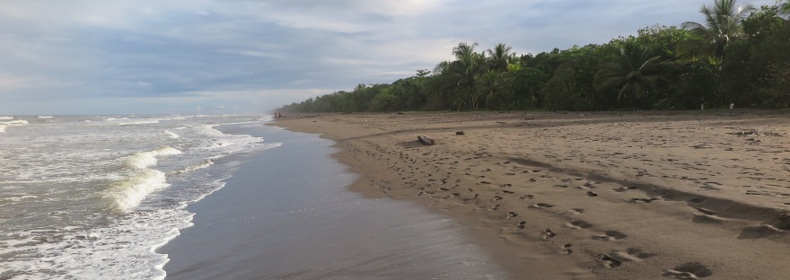 playa tortuguero